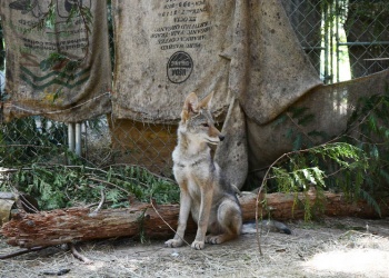 WSWS Wolf