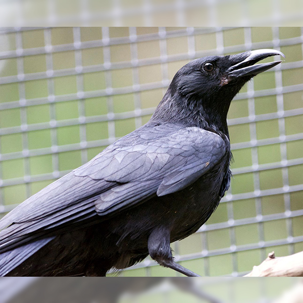 Onyx: American Crow – West Sound Wildlife Shelter