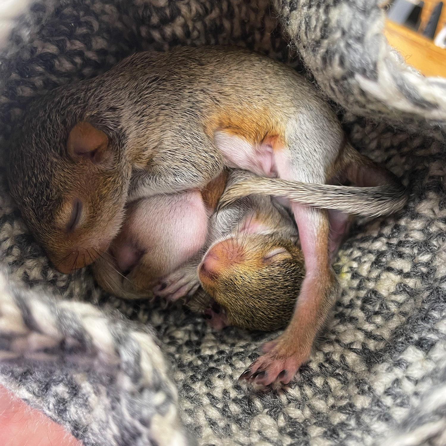 WSWS-Baby Squirrels